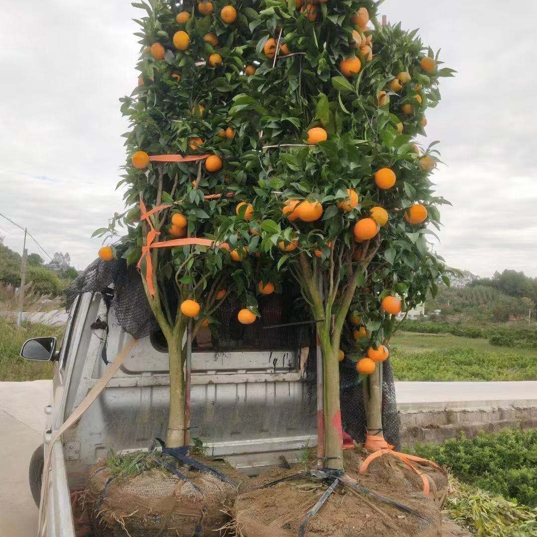 沃柑苗（大树）盆景