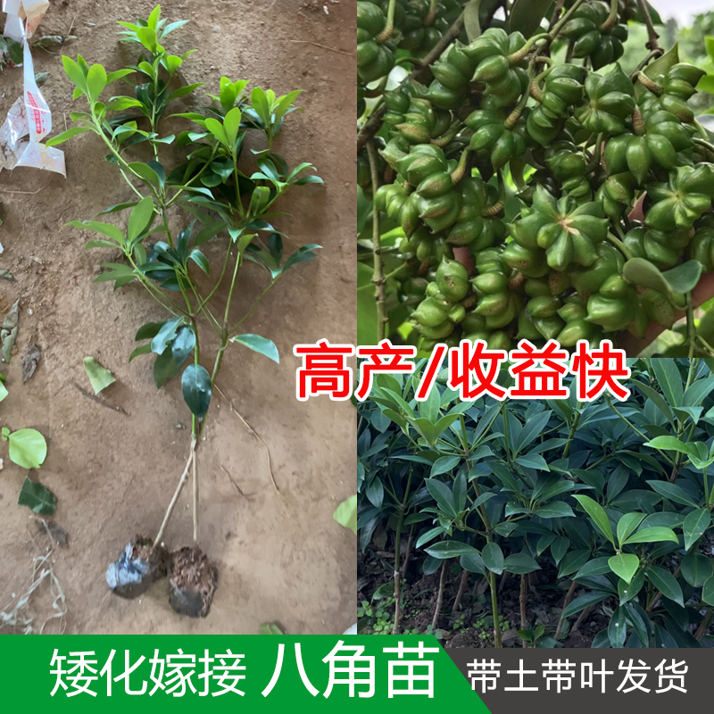 八角树苗嫁接苗罗马八角矮化高产带营养杯带叶子