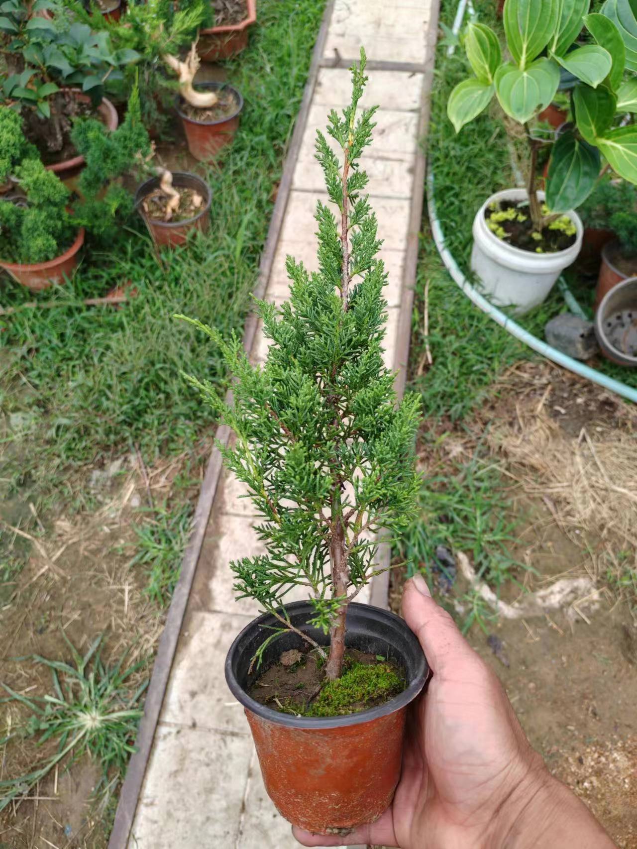 （一物一拍）济州真柏盆景树桩日本微型系鱼川真柏苗小品纪州盆栽