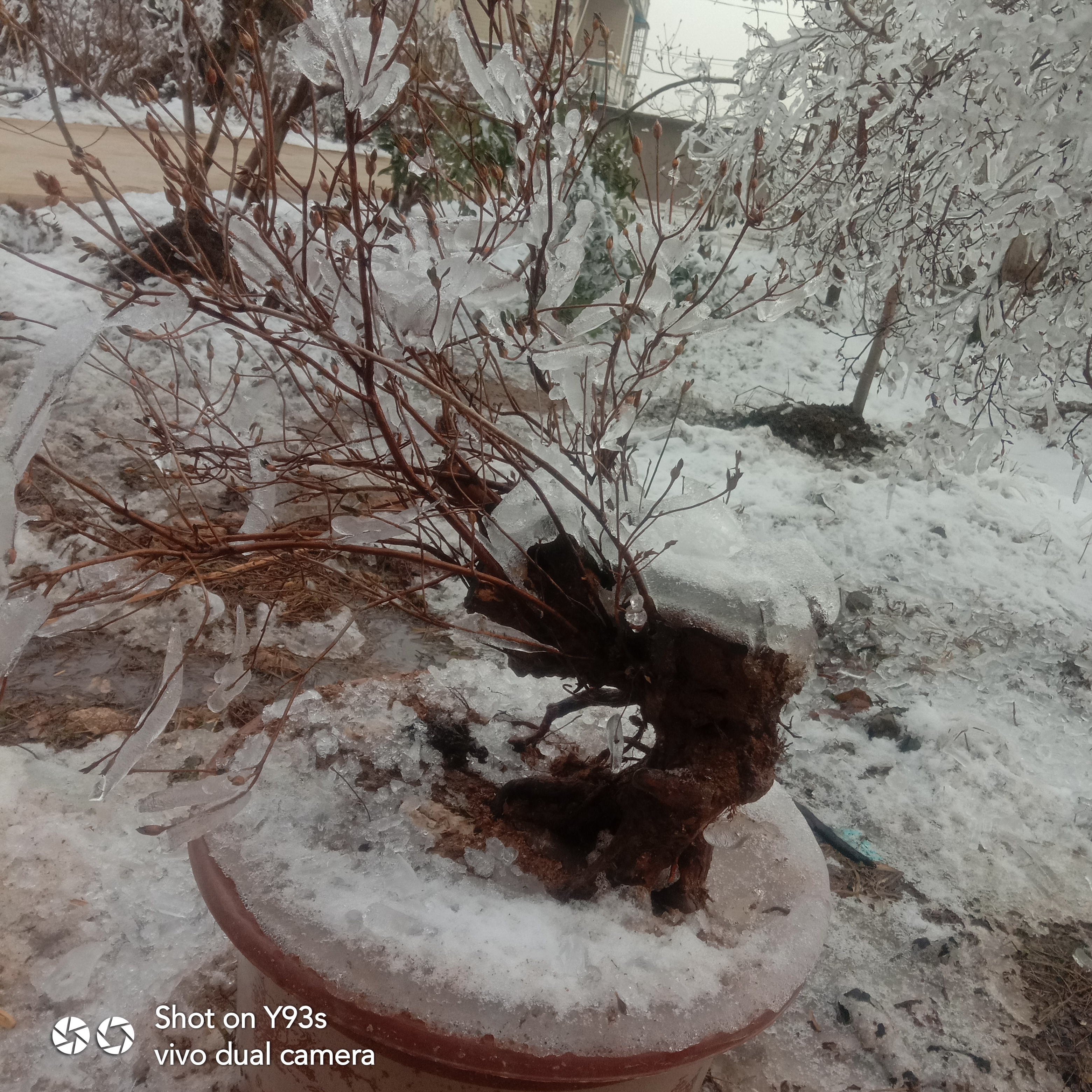 生熟桩盆景树优质树桩盆景及各种花开绿植一物一拍老桩盆栽