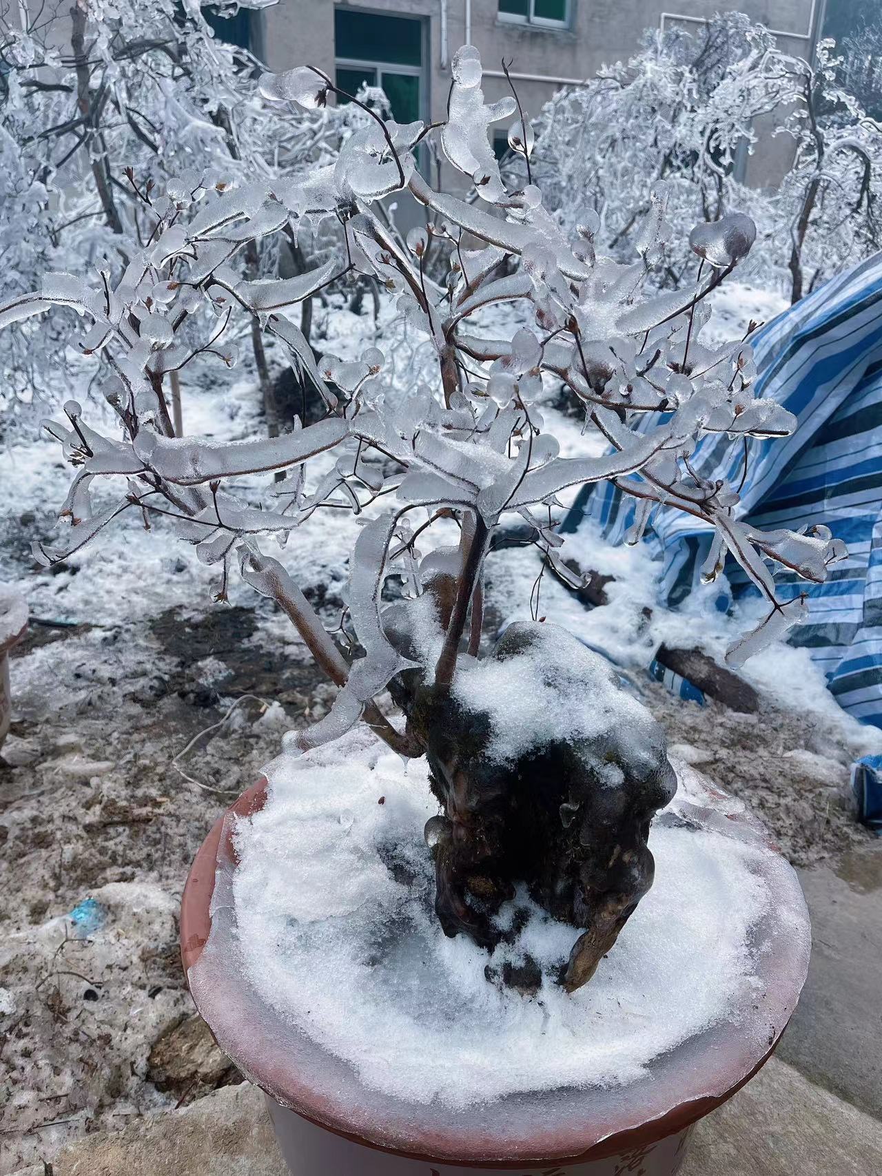 映山红盆景园林装饰