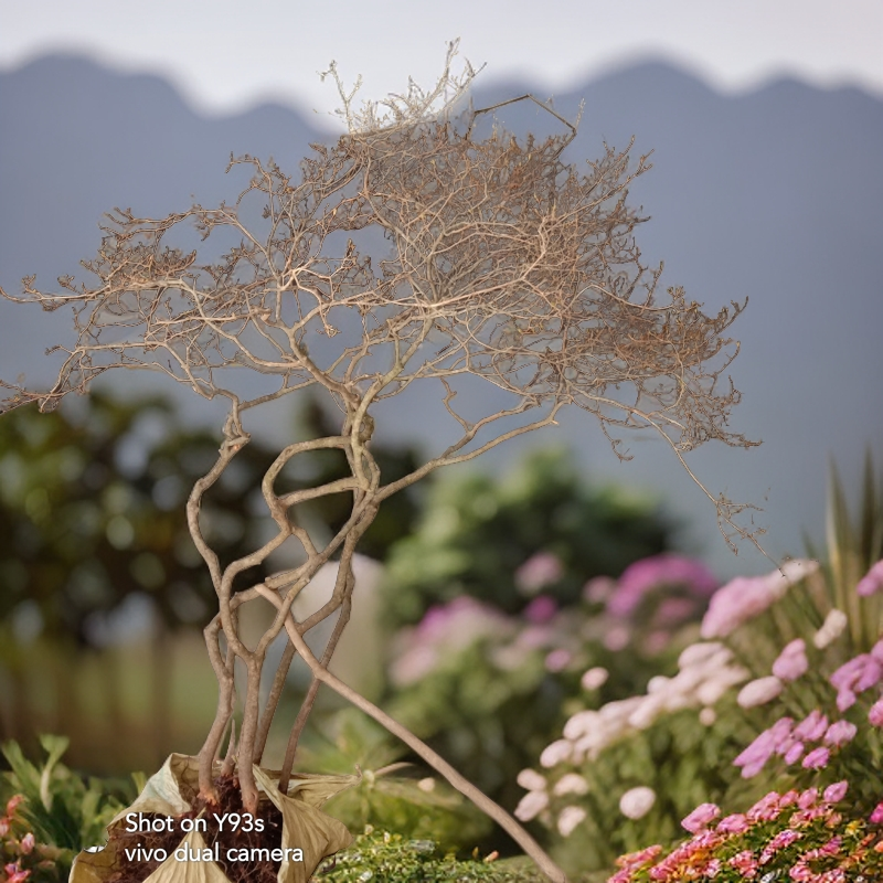 原生杜鹃花映山红花开正艳的绿植盆栽