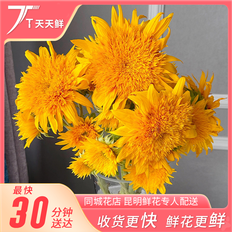 【一小时到家・重瓣泰迪向日葵 3支】油画高级质感 | 好养 花期长 | 鲜花小时达同城配送 