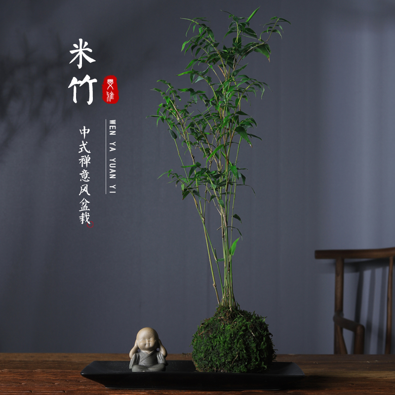 水培植物米竹室内盆栽小型凤尾竹盆景桌面绿植苔藓球竹子苗观赏竹