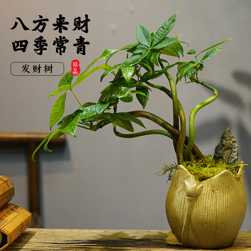 莲花发财树盆栽招财金钱树室内办公室净化空气观叶好养绿植发财树