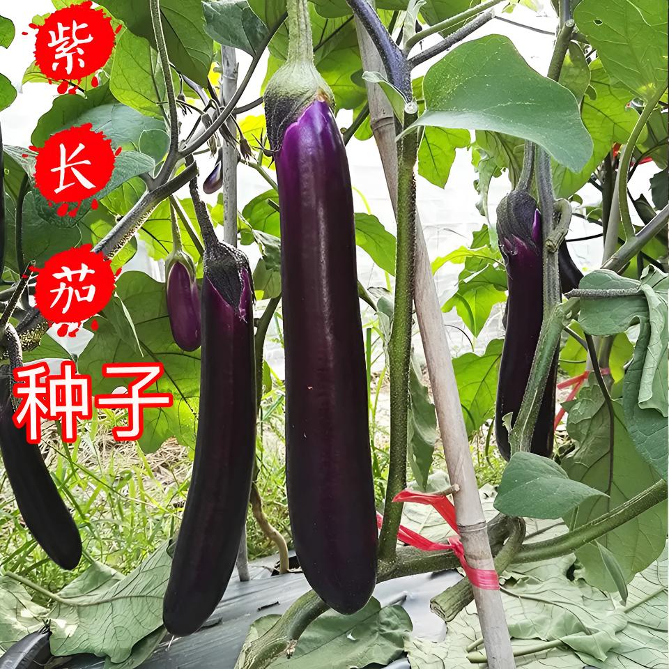 【紫长茄紫圆茄种子】皮紫肉白肉质细腻家庭小院种菜阳台盆栽种植