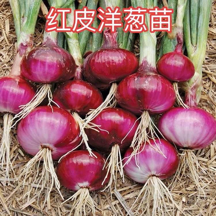 【洋葱苗】紫皮红皮黄皮红葱头洋葱秧苗正品对版鲜活粗壮生吃