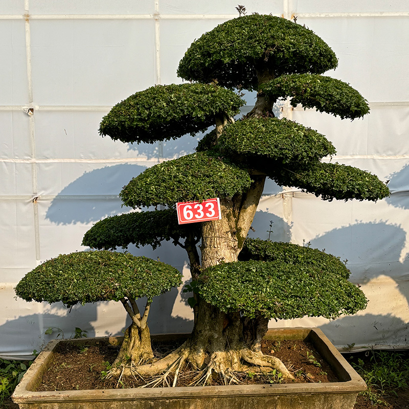 地景造型树  造型美观   基地直发  一物一拍  专车配送