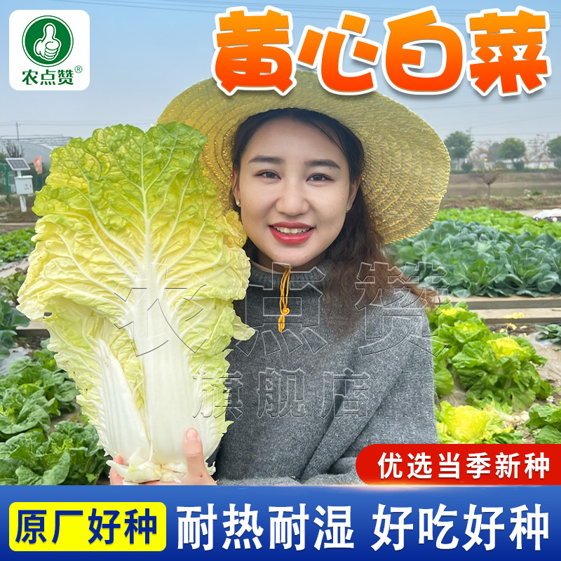 黄心大白菜种子  北京小杂早熟包心大白菜种子春秋播种高产商品图