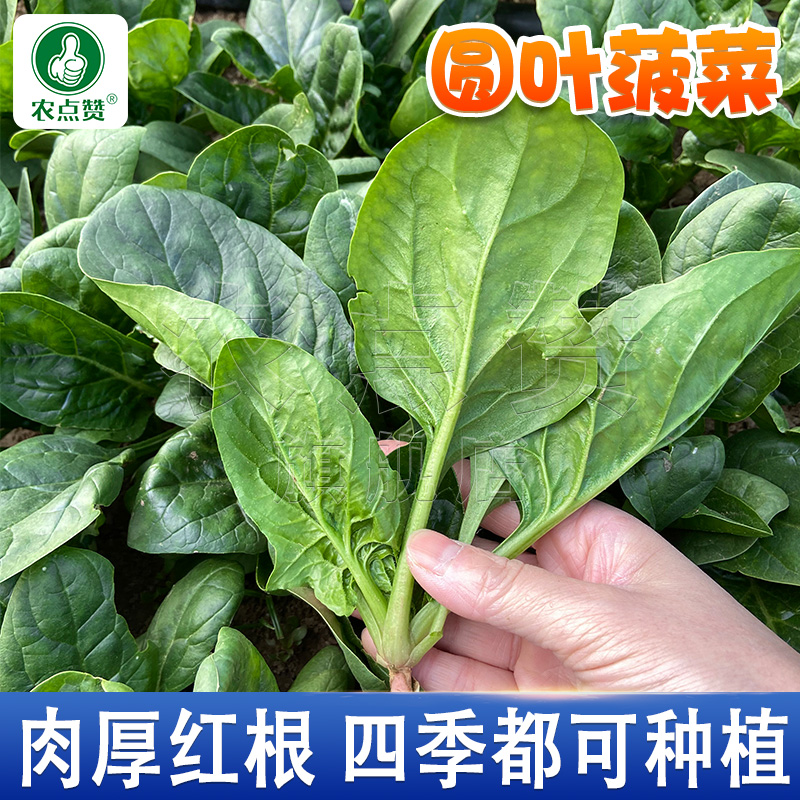 耐热耐寒菠菜种子四季耐抽苔红根菠菜阳台庭院盆栽大面积蔬菜种籽