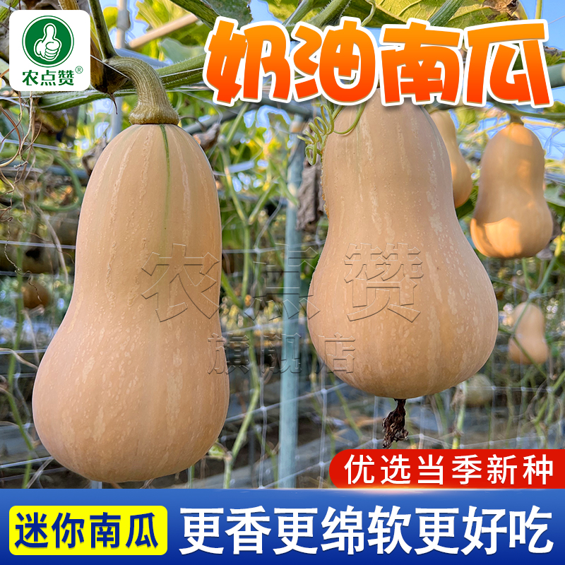 【奶油南瓜种子正】 香甜软糯肉质细嫩阿根廷蜜本南瓜蔬菜种子