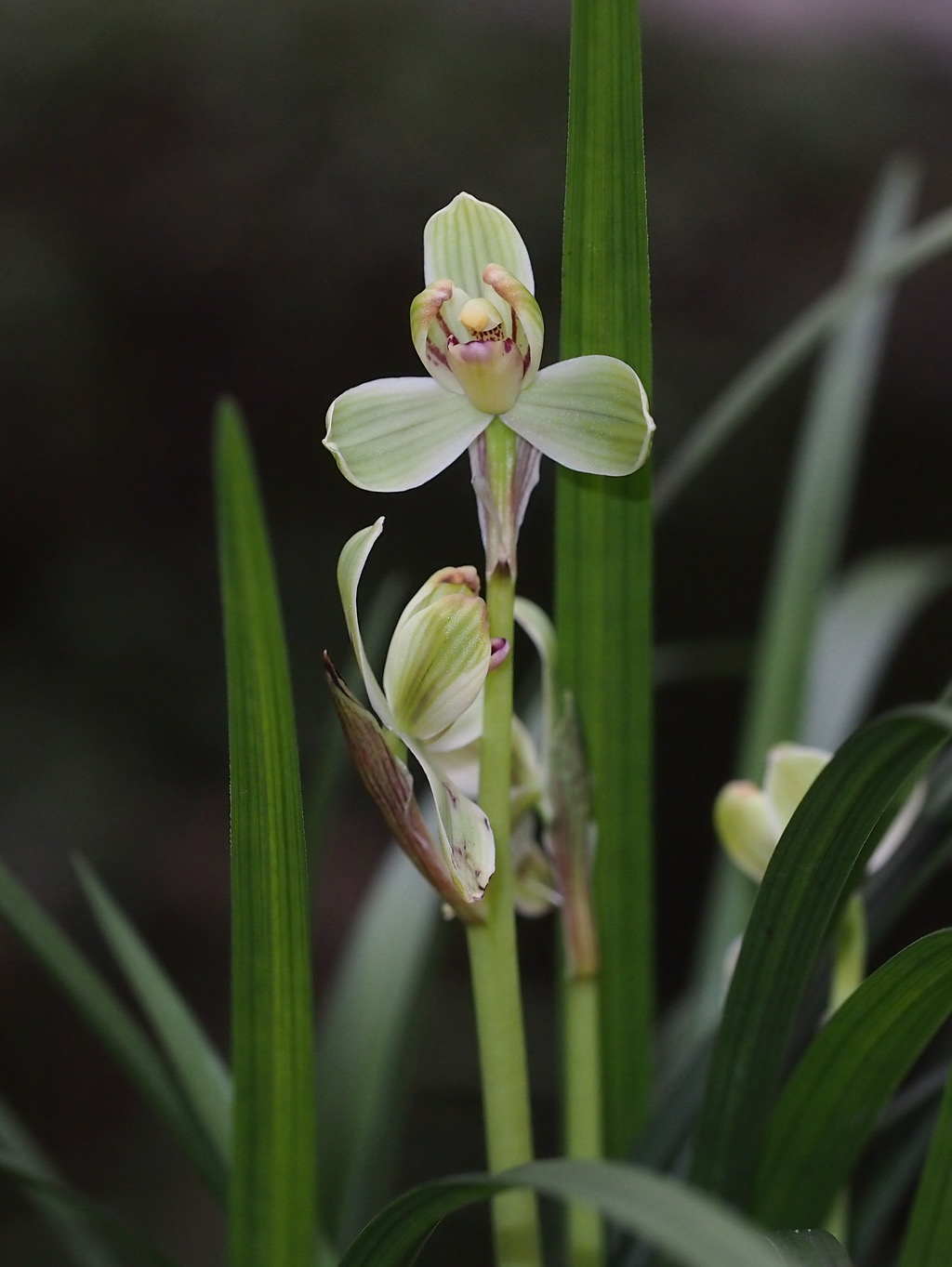 【康健优选】春剑-皇梅/春剑四大名品之一