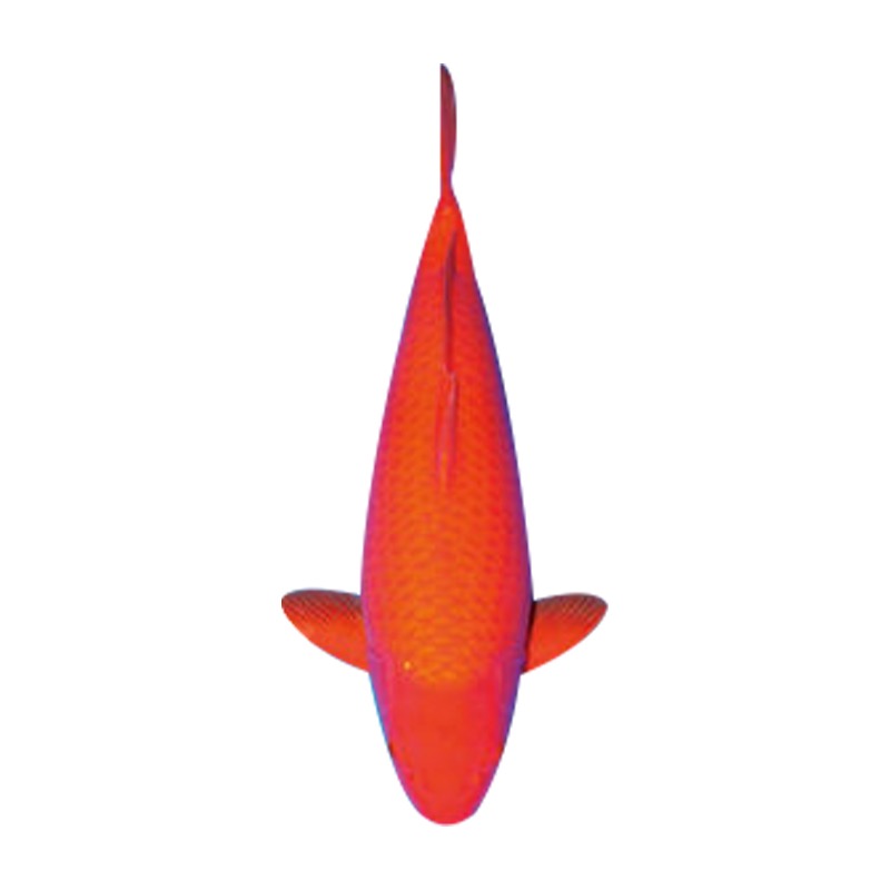 锦鲤观赏鱼火鲤包邮包活