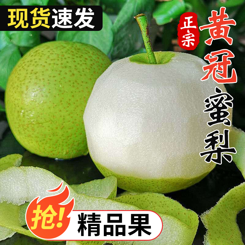 皇冠梨砀山梨青梨翠冠梨 脆甜多汁 现摘现发 应季水果 坏果包赔