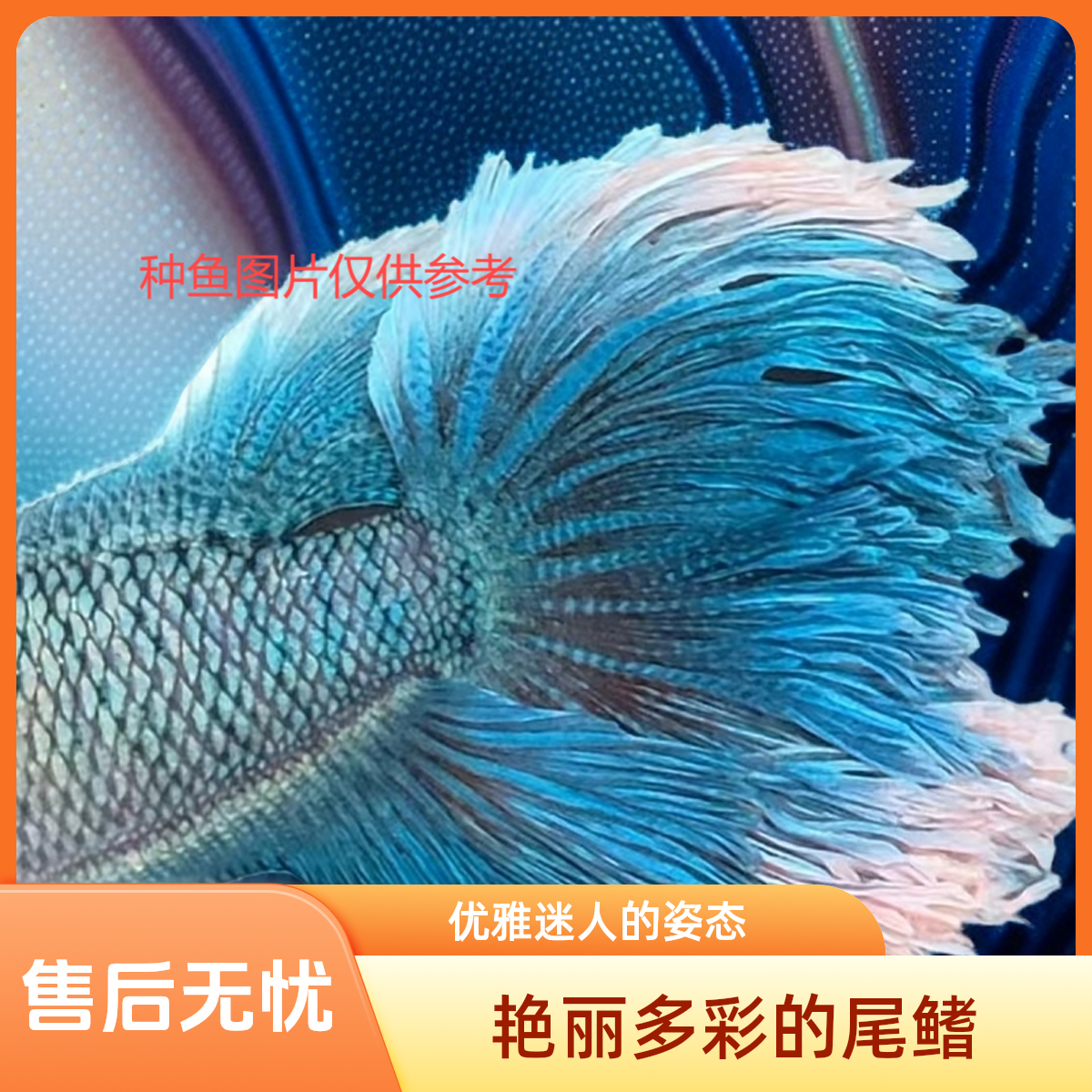直播对图用一物一拍 中国斗鱼 观赏鱼 菩萨鱼  多彩改良普花瓣尾