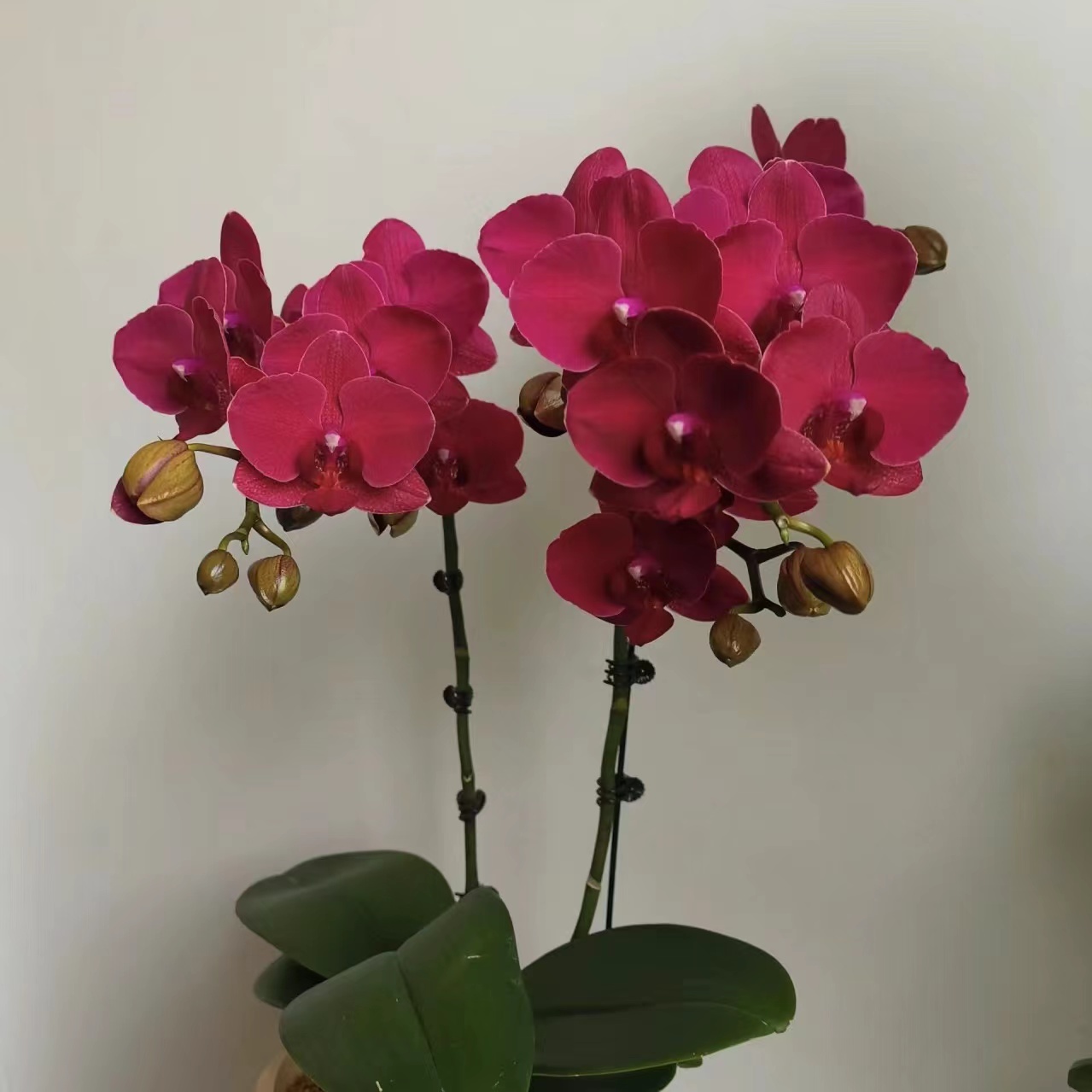 植趣【安祖蒙特勒】蝴蝶兰3.5加高双剑苗 花期半年