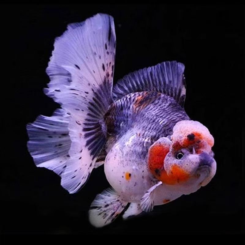 （泰狮金鱼冷水鱼包邮包活）直播间专属链接一物一拍 不选随机发货