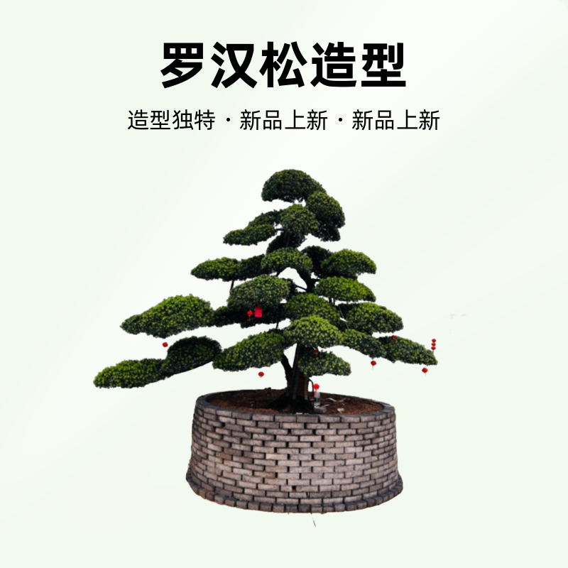 造型形罗汉松适合庭院别墅