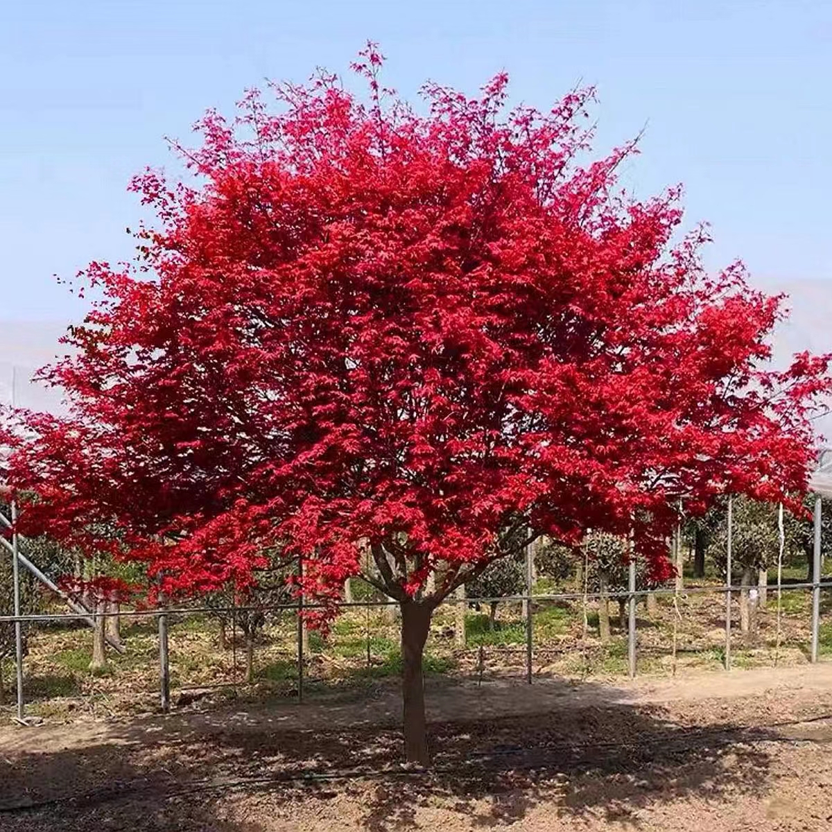 外山羽毛枫日本红枫红舞姬中国红别墅庭院植物地景盆景小苗