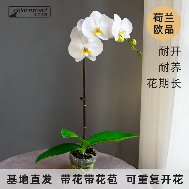 goldenpond/金色池塘蝴蝶兰【剑桥】室内花卉带花带苞耐高温鲜花