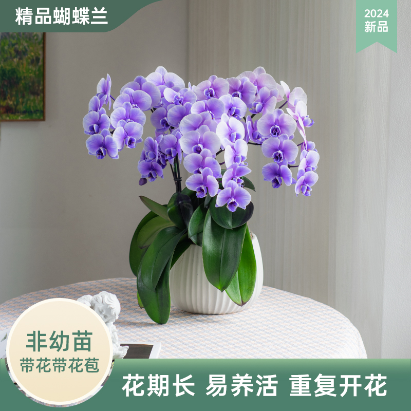 甄选蝴蝶兰【马卡龙MH】高端室内花卉盆栽开花 送人送礼【非纯天然】