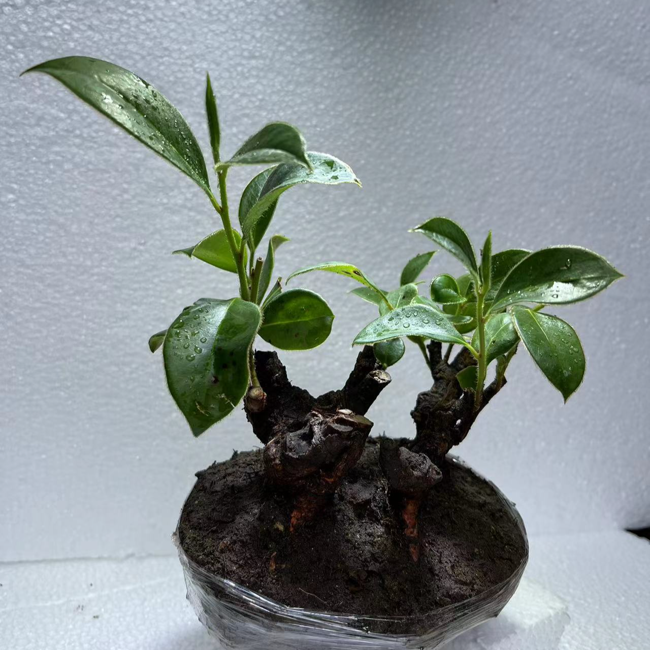 春花乌饭映山红冬青