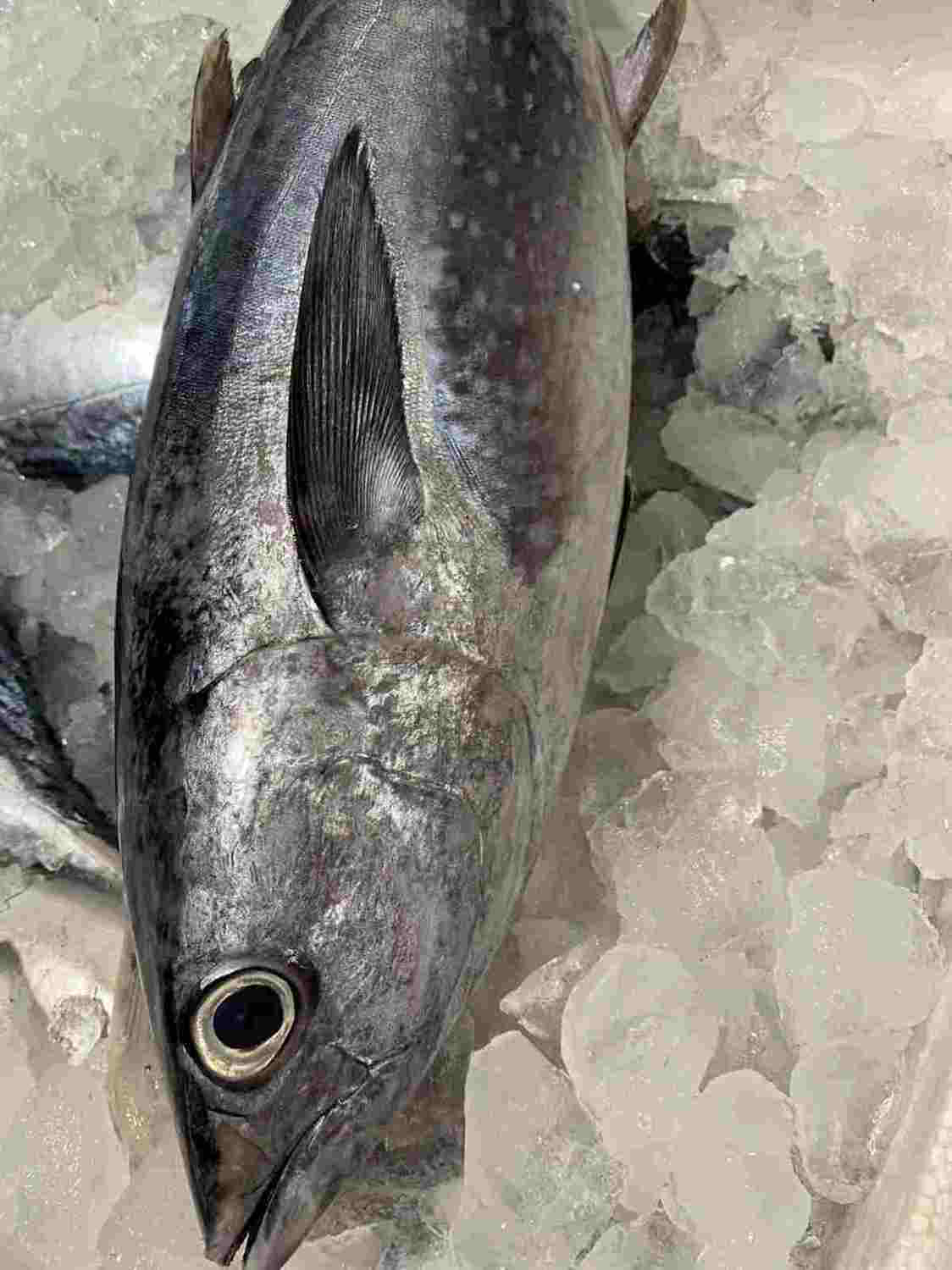 野生海钓金枪鱼鲜活冷血冠海里钓口鱼