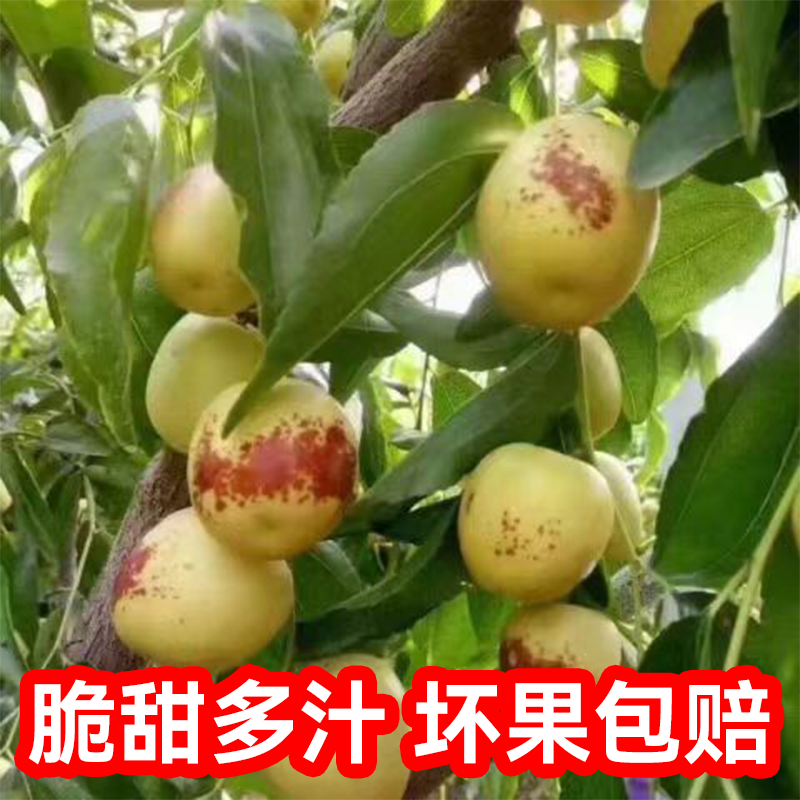 5斤冬枣新鲜水果大枣鲜枣脆枣当季整箱品质包邮到家X