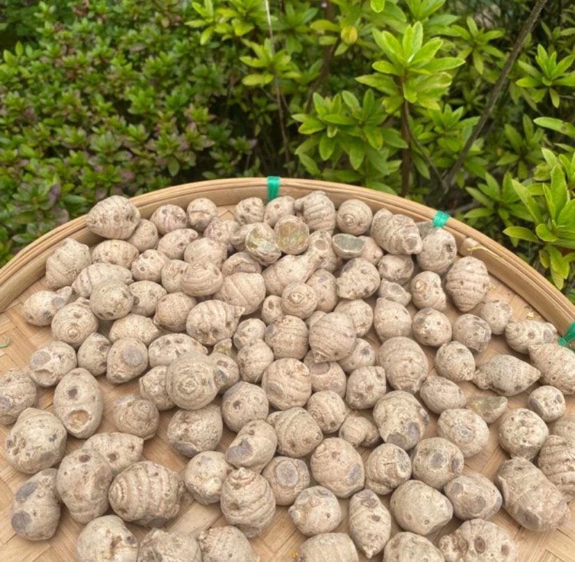 【sss土特产】雪/三七