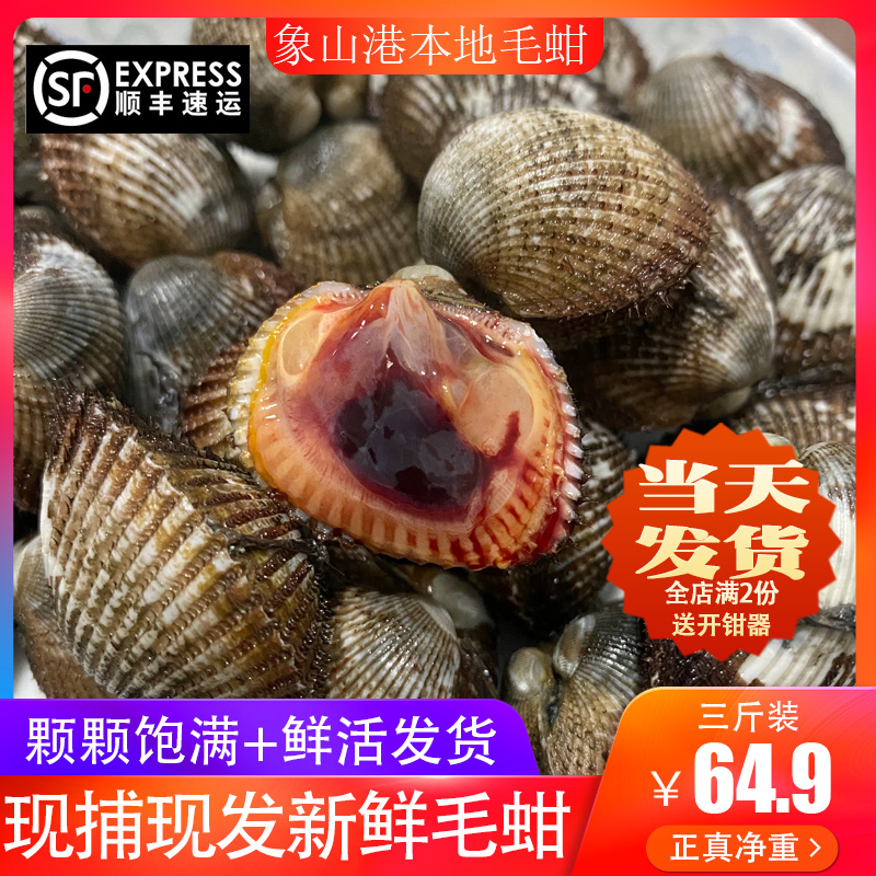 象山港本地新鲜毛蚶非赤贝血蛤宁波海鲜贝壳新鲜水产鲜活毛蛤3斤