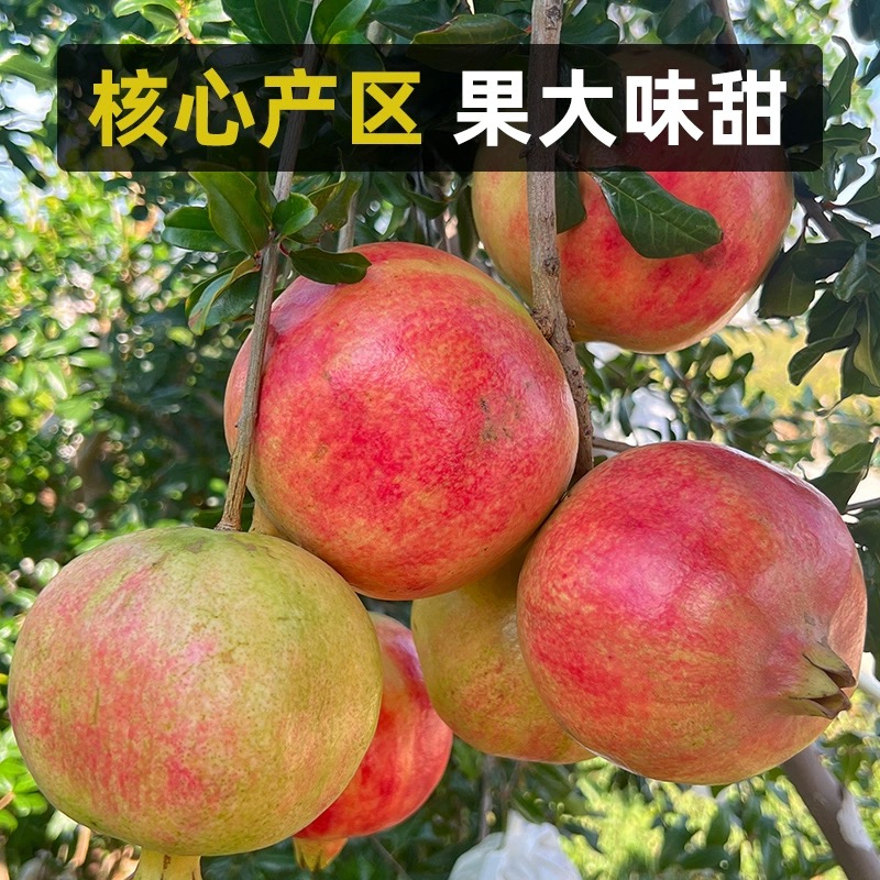【顺丰快递】突尼斯软籽石榴纯甜新鲜水果当季5斤整箱精品果现摘