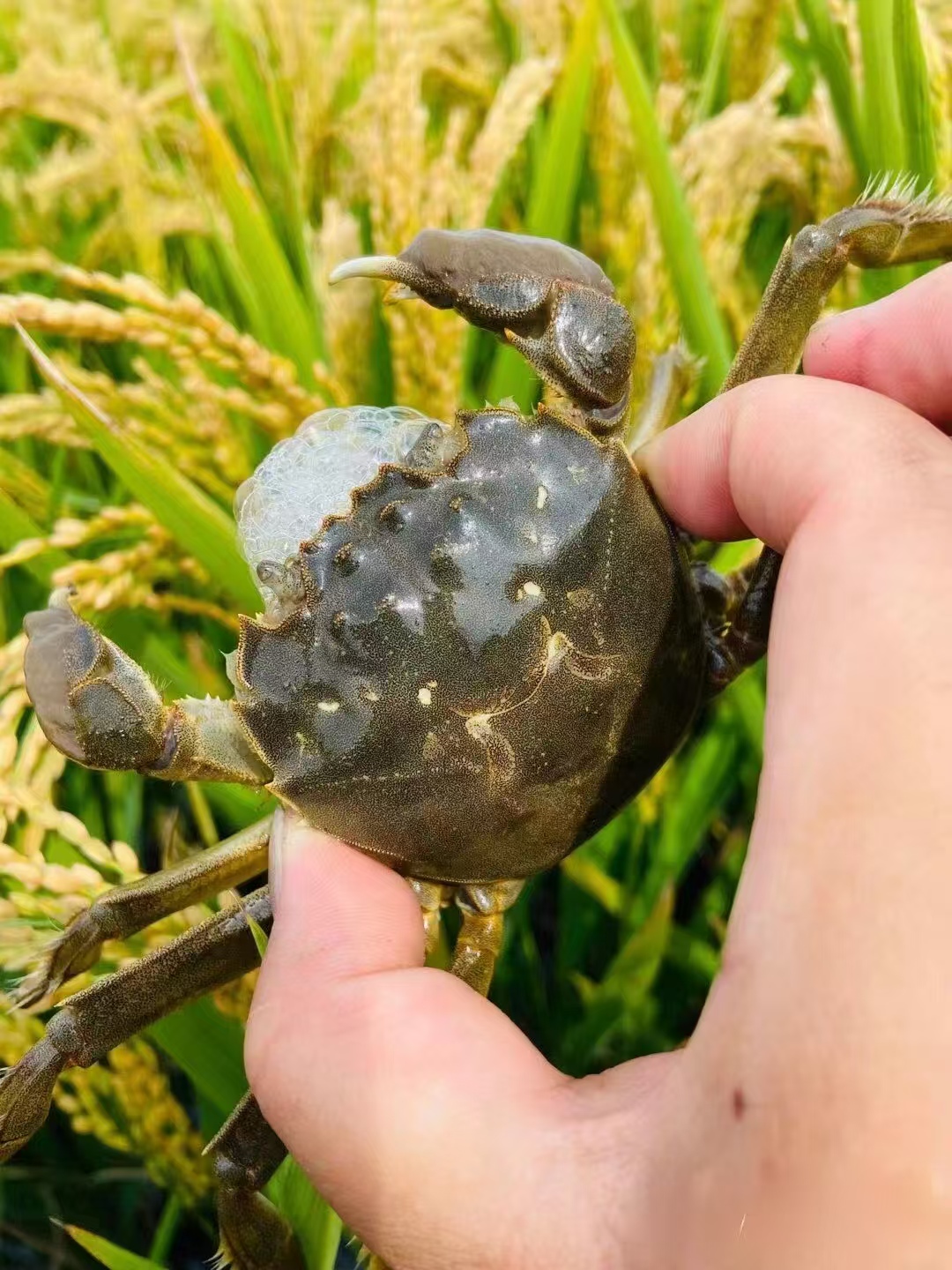 [舌尖田园鲜]蟹黄如金鲜活石屏稻田大闸蟹约2两母蟹 10只