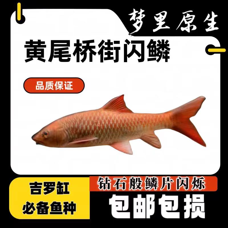 桥接吉罗吉罗黄尾桥接观赏鱼原生鱼养鱼发货活体包邮