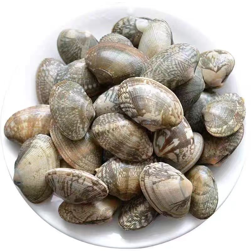 花蛤（花甲）约500g