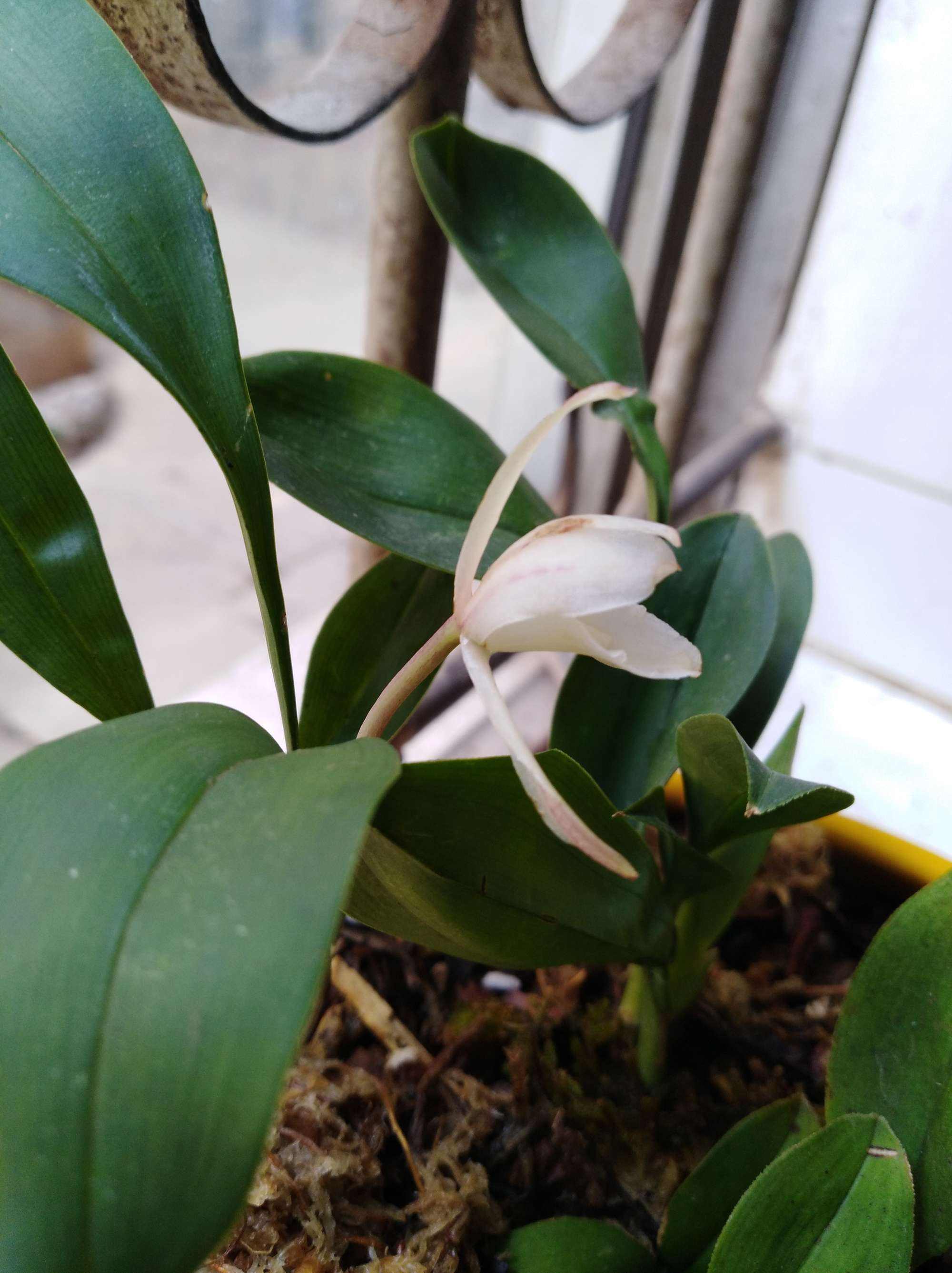 云南深山漂亮兔耳兰花卉盆景