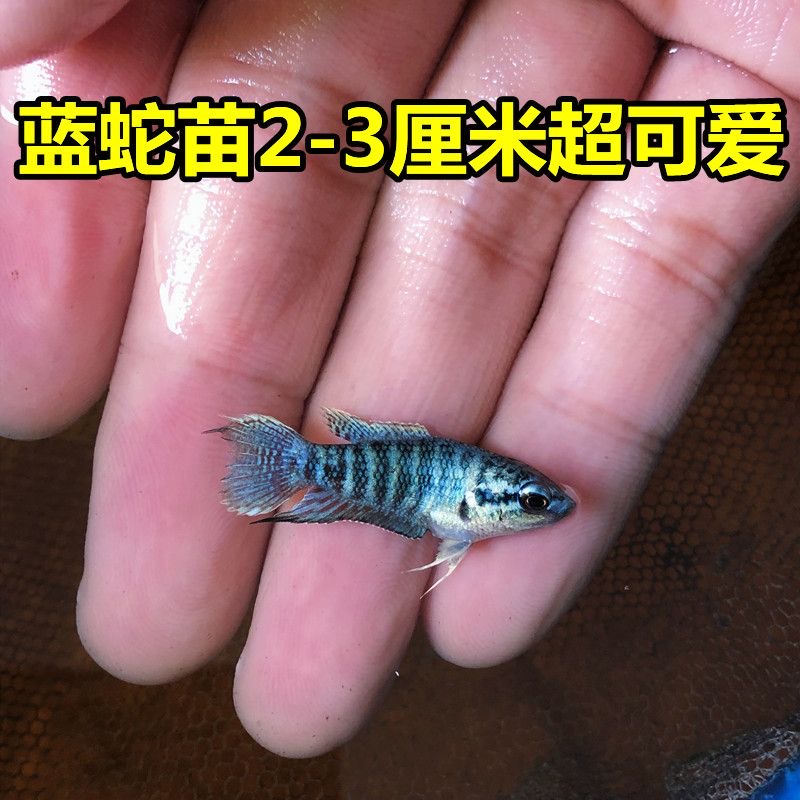 中国斗鱼改良蓝蛇无纹蓝白化苗高蓝度耐活鱼观赏小鱼好养冷水淡水