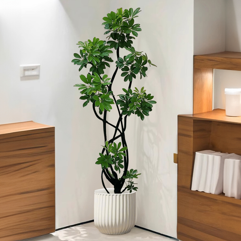 山井鸭脚木室内客厅耐阴大盆栽植物鸭掌木