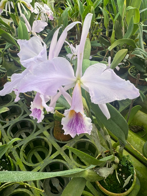 洋兰卡特兰杰玛尼蓝色变种