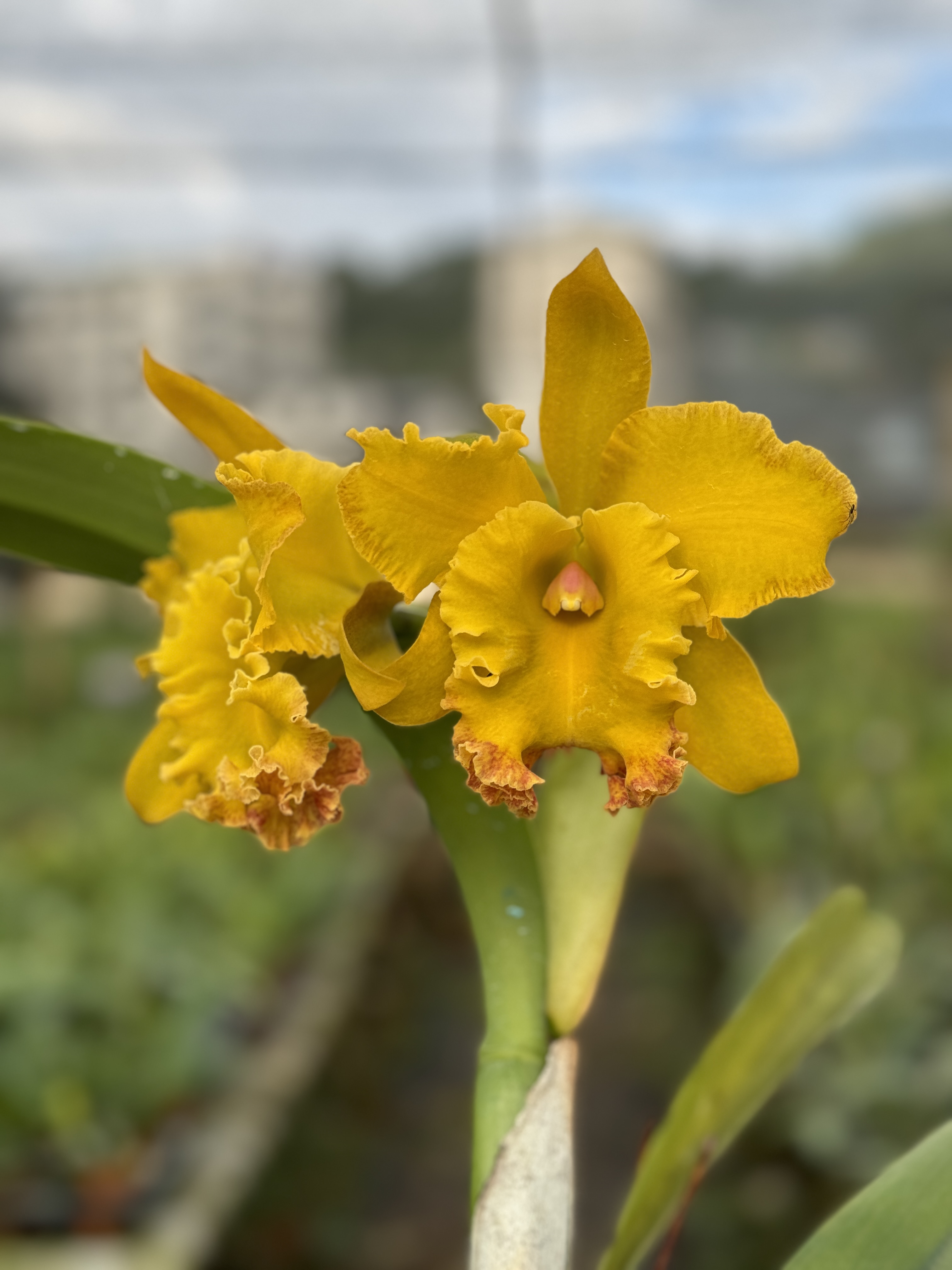 杜氏烟泼一物一拍 仅此一盆大花卡特兰