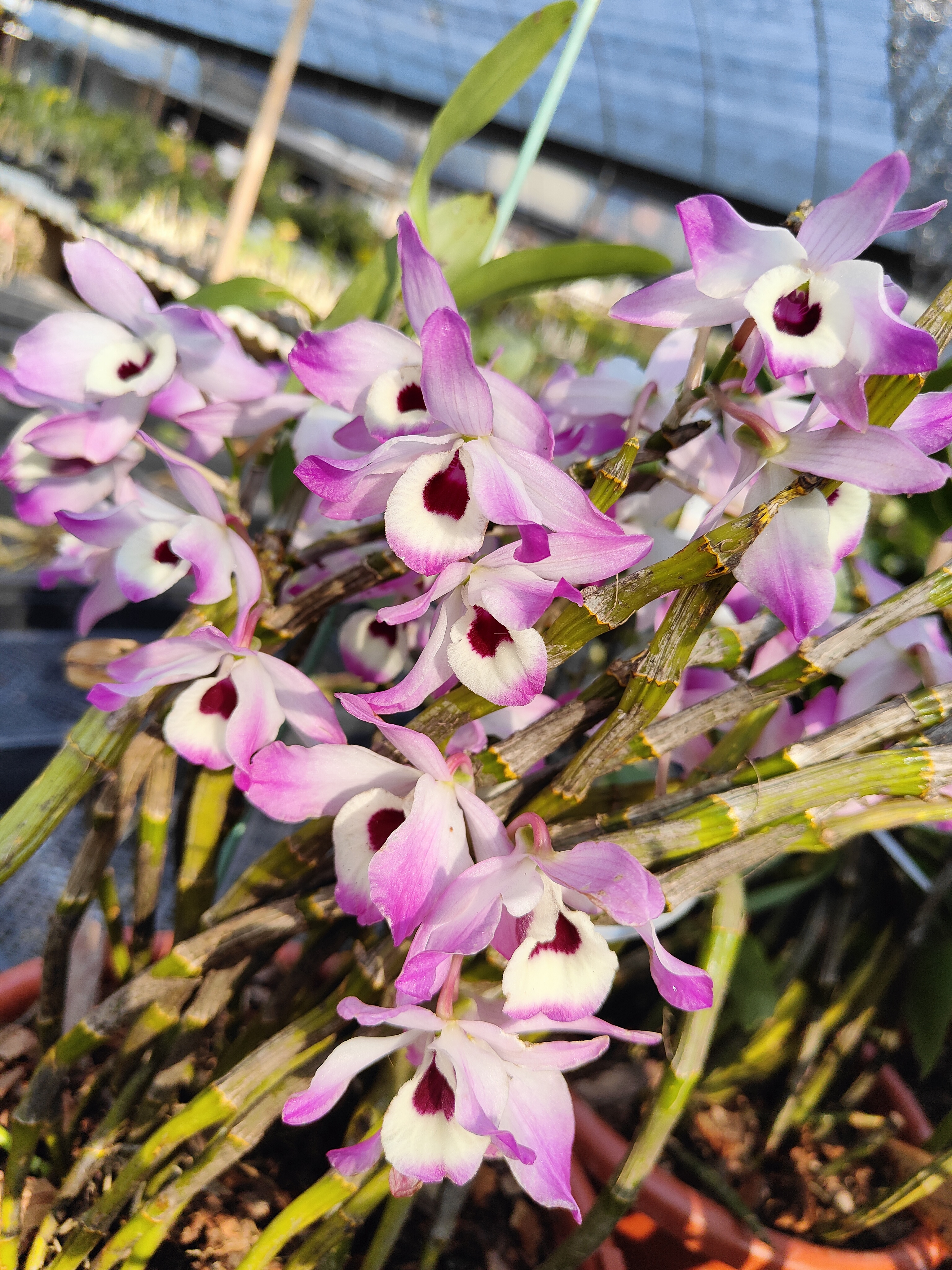 云南金钗石斛  花卉造景，一斤价