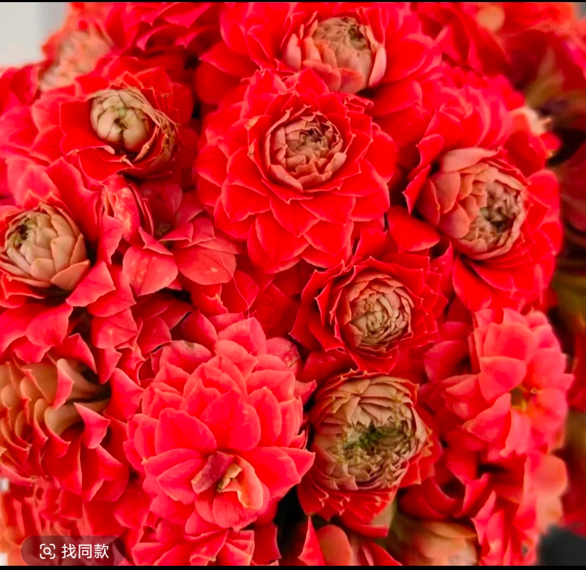 长寿花【火烧云】110精美盆栽