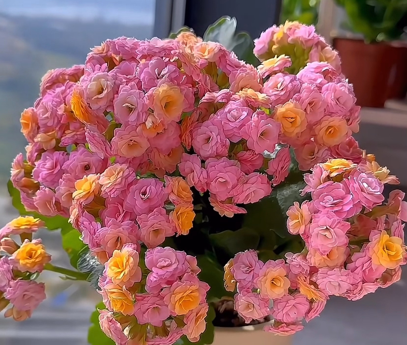 长寿花【劳瑞拉】 110精美盆栽