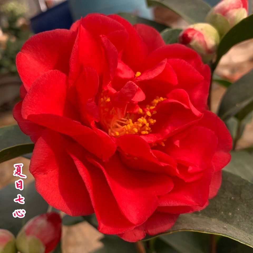 《大苗夏日七心》重瓣四季茶大花四季开花