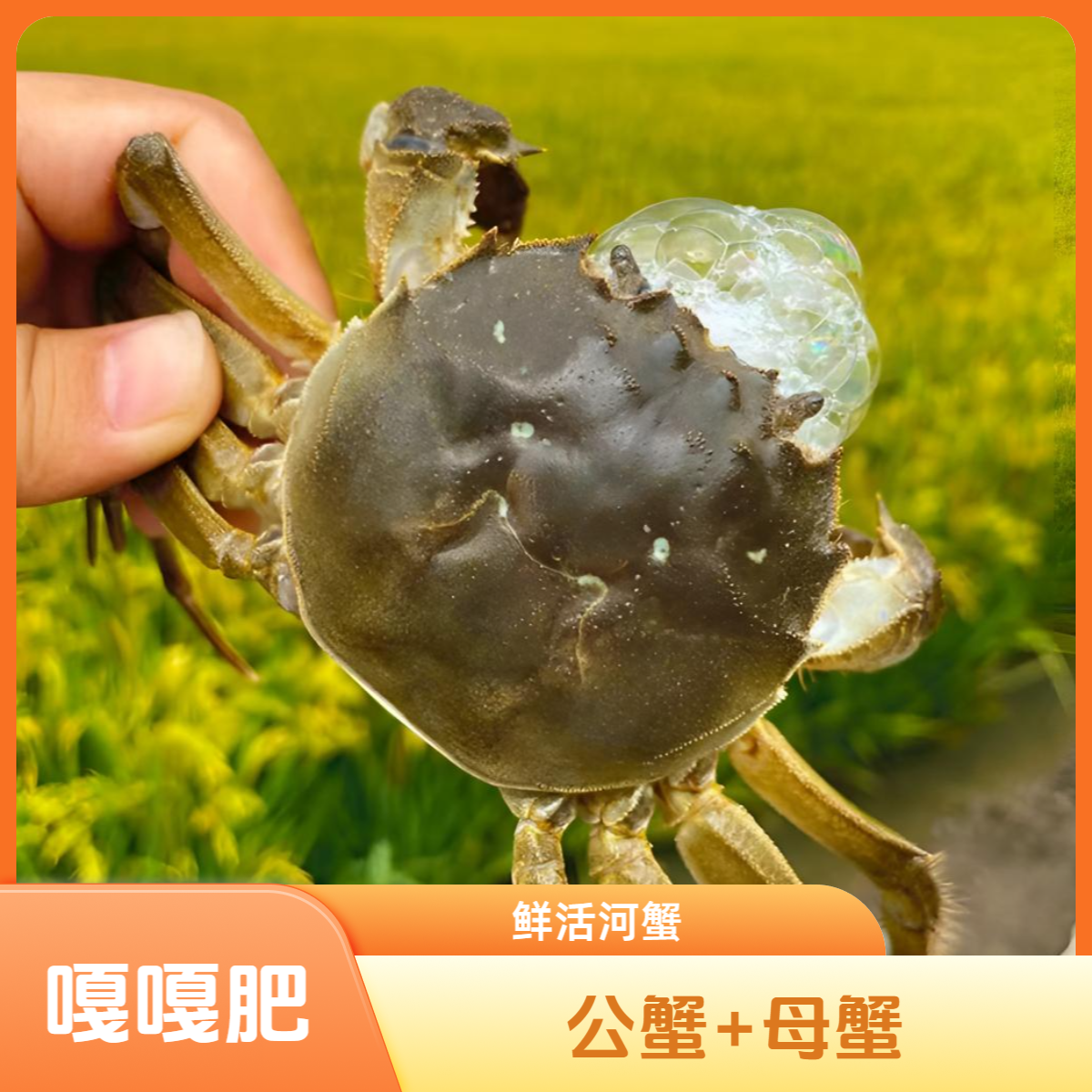 嘎嘎肥河蟹（公2.8-3两/只母2.3-2.5两/只）春节预定