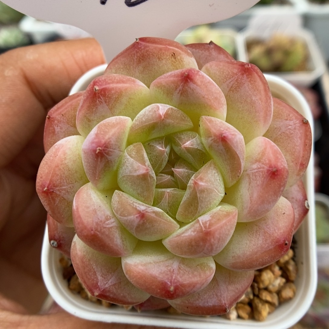 白桃汽水可拍1096号。