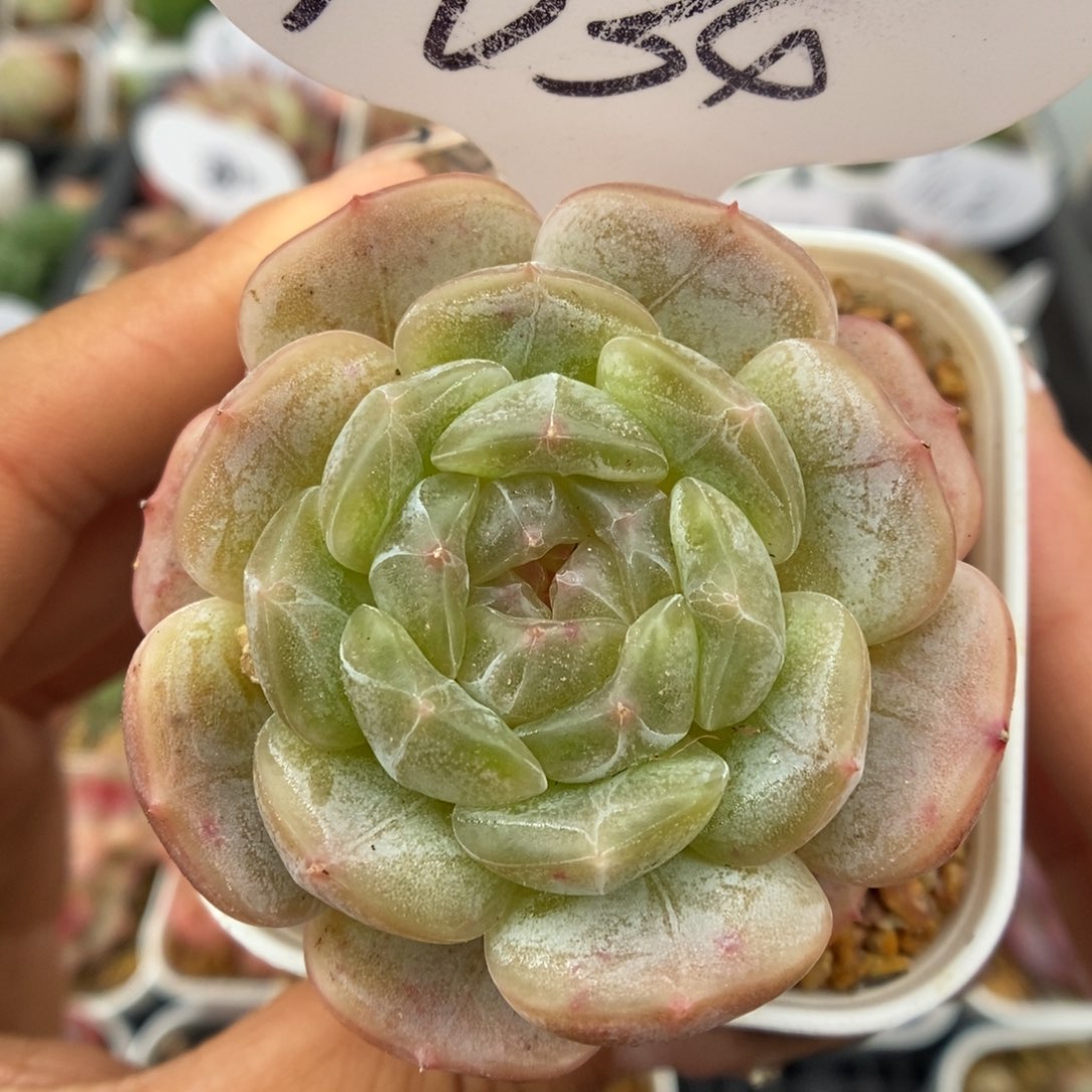 白色恋人可拍9634号。