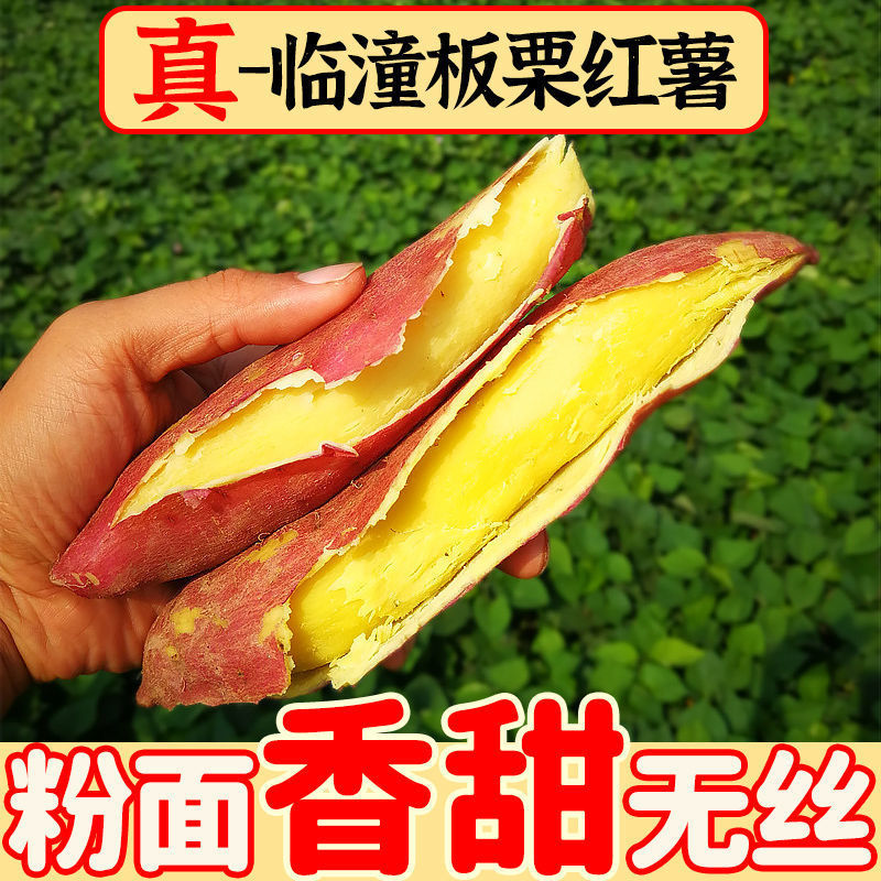 陕西板栗红薯5斤新鲜蜜薯现挖沙地香甜番薯地瓜红薯板栗红薯