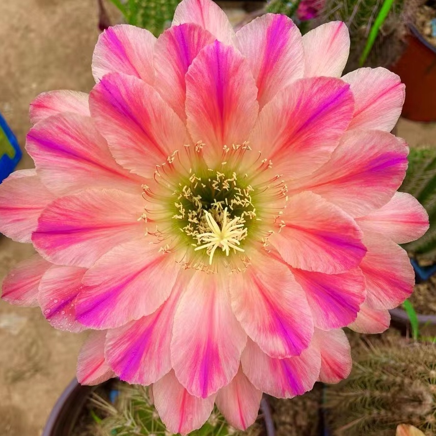 开花仙人球 毛花柱 粉色条纹 两单包邮