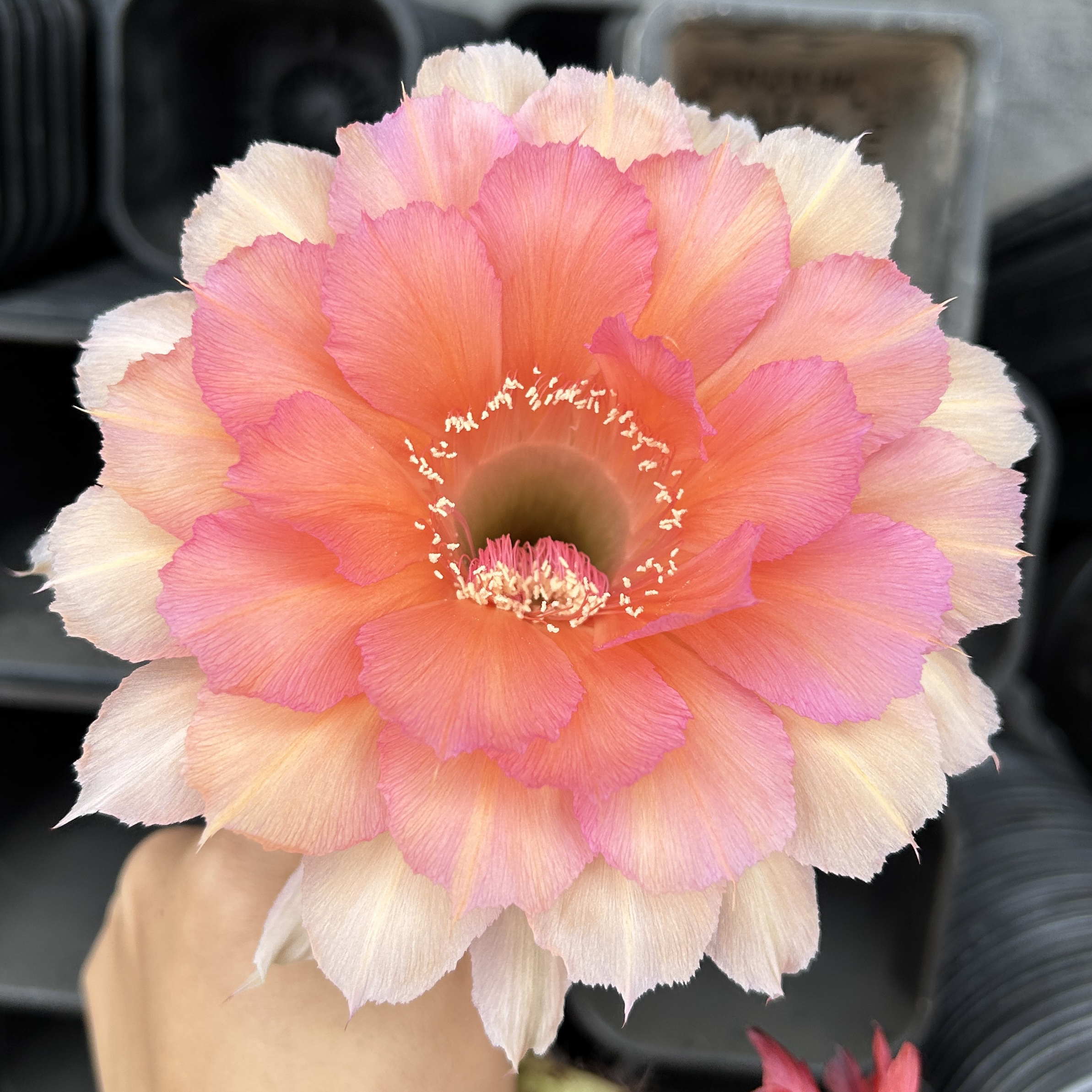 仙人球 彩草新品 倾城之恋 无根侧芽 超大花