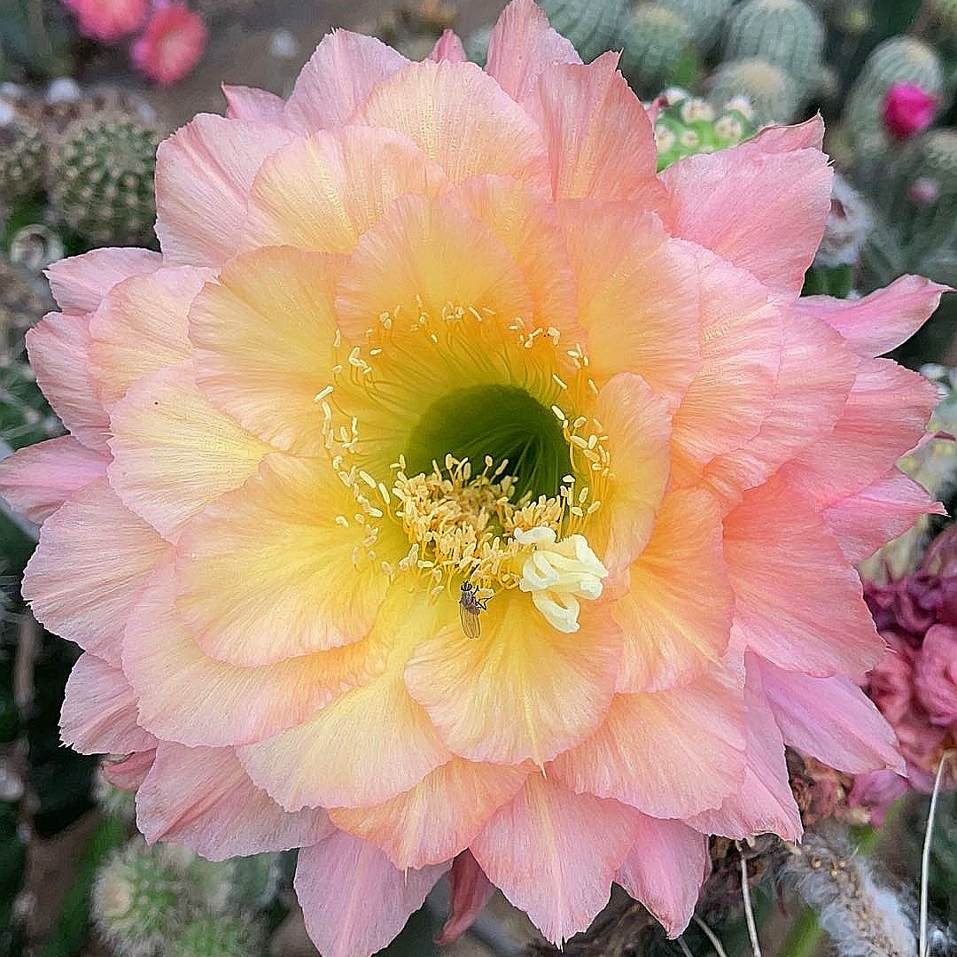 开花仙人球 毛花柱374无根侧芽